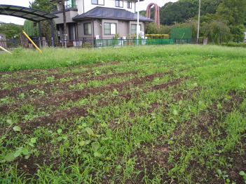 小豆栽培2021画像