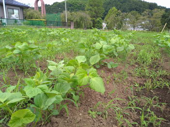 小豆栽培画像