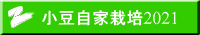 小豆自家栽培2021 